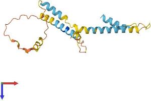 AlphaFold protein structure predicition of Human Recombinant HMGN2P46 Protein, UniprotID Q86SG4 (C15orf21 Protein (AA 1-172) (His tag))