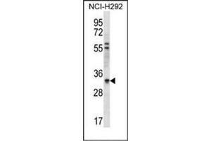 Western blot analysis of HAX1 Antibody (C-term) in NCI-H292 cell line lysates (35ug/lane).