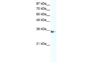 WB Suggested Anti-IRF2 Antibody Titration:  5. (IRF2 antibody  (N-Term))