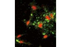 Immunofluorescence analysis of ARPC1A Antibody (C-term) with hela cells.
