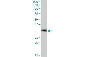 GIMAP5 antibody  (AA 1-307)