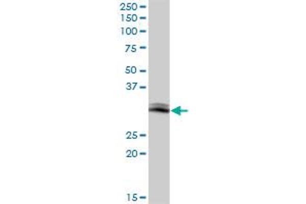 GIMAP5 antibody  (AA 1-307)