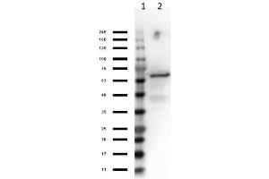 Western Blot Results of Control Protein. (Crasp-2 Protein)