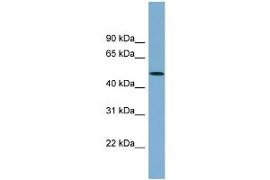 WB Suggested Anti-ACTR3B Antibody Titration: 0. (ACTR3B antibody  (N-Term))
