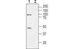 Western blot analysis of human brain glioblastoma cell line (U-87 MG) lysate: - 1. (SLC7A11 antibody  (3rd Extracellular Loop))