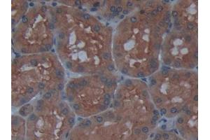 IHC-P analysis of Human Kidney Tissue, with DAB staining. (AGLU antibody  (AA 213-392))