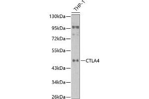 Western blot analysis of extracts of THP1 cells, using CD152/CTLA-4 antibody (ABIN6134267, ABIN6139199, ABIN6139201 and ABIN6218156) at 1:1000 dilution.