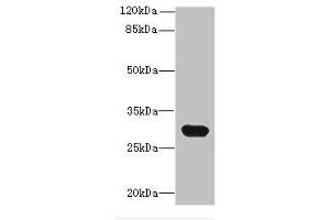 Western blot All lanes: C1QTNF6 antibody at 8 μg/mL + Mouse brain tissue Secondary Goat polyclonal to rabbit IgG at 1/10000 dilution Predicted band size: 29, 31, 18 kDa Observed band size: 29 kDa (CTRP6 antibody  (AA 47-278))