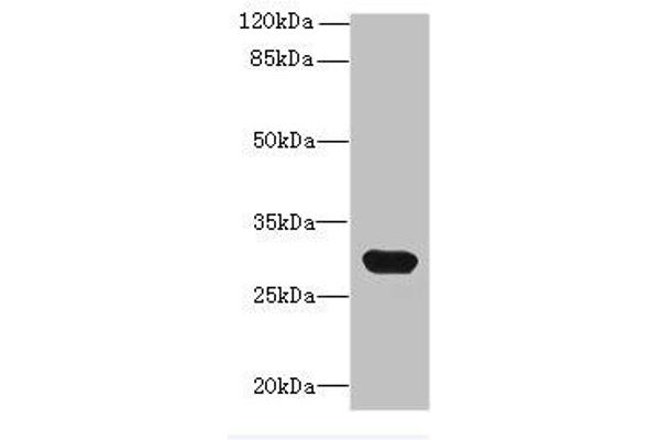 CTRP6 抗体  (AA 47-278)