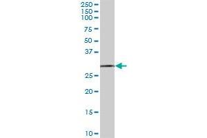 EXOSC3 MaxPab polyclonal antibody. (EXOSC3 antibody  (AA 1-275))