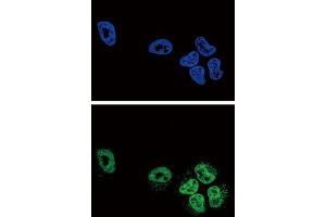 Immunofluorescence (IF) image for anti-Phospholipase A2, Group IVA (Cytosolic, Calcium-Dependent) (PLA2G4A) antibody (ABIN3003780) (PLA2G4A antibody)
