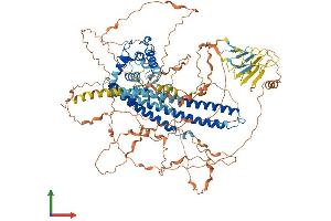 AlphaFold protein structure predicition of Mouse Recombinant Micall2 Protein, UniprotID Q3TN34 (MICALL2 Protein (AA 1-1009) (His tag))