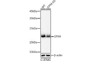 Western blot analysis of extracts from wild type (WT) and GPX4 knockdown (KD) U-87MG cell pools, using GPX4 antibody (ABIN7267436) at 1:1000 dilution. (GPX4 antibody)
