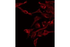 ABIN6275896 staining Hela by IF/ICC. (FAM3D antibody  (C-Term))