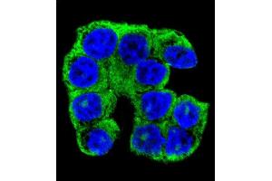 Confocal immunofluorescent analysis of FA96A Antibody (C-term) (ABIN655197 and ABIN2844813) with WiDr cell followed by Alexa Fluor 488-conjugated goat anti-rabbit lgG (green). (FAM96A antibody  (C-Term))