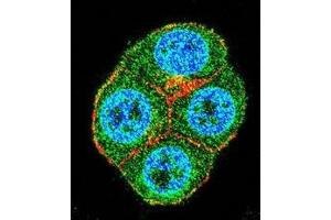 Confocal immunofluorescent analysis of BRTC1 Antibody (N-term)(Cat#AP50409PU-N) with ZR-75-1 cell followed by Alexa Fluor 488-conjugated goat anti-rabbit lgG (green). (BTRC antibody  (N-Term))