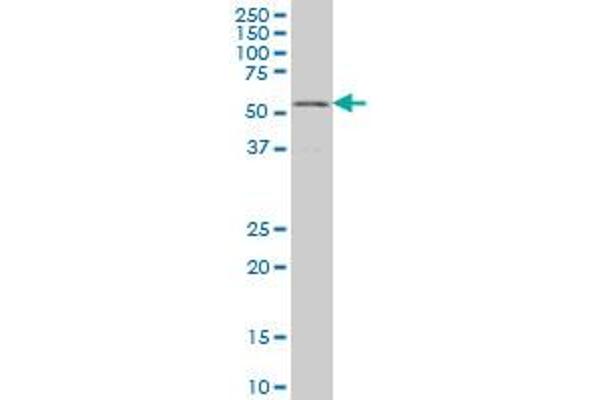 GABPA antibody  (AA 1-100)