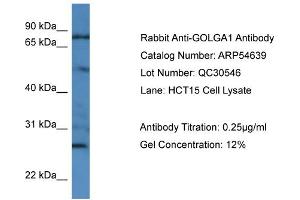 WB Suggested Anti-GOLGA1  Antibody Titration: 0. (GOLGA1 antibody  (N-Term))