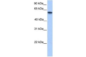 CYP11A1 antibody used at 1 ug/ml to detect target protein. (CYP11A1 antibody  (N-Term))