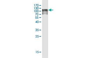 Western Blot detection against Immunogen (124. (MOCOS antibody  (AA 1-888))