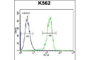 Flow cytometric analysis of K562 cells (right histogram) compared to a negative control cell (left histogram). (CPSF7 antibody  (C-Term))