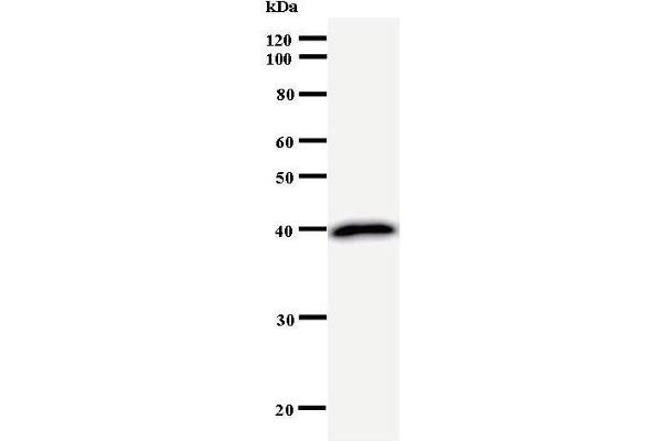 TPX2 antibody