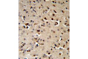 TPH2 Antibody IHC analysis in formalin fixed and paraffin embedded mouse brain followed by peroxidase conjugation of the secondary antibody and DAB staining.