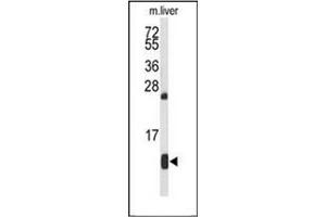 Western blot analysis of HBA2 Antibody (Center) in mouse liver tissue lysates (35ug/lane). (HBA1 antibody  (Middle Region))