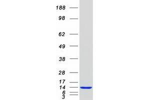 Validation with Western Blot (PKIB Protein (Transcript Variant 1) (Myc-DYKDDDDK Tag))