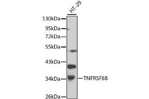 Western blot analysis of extracts of HT-29 cells, using TNFRSF6B antibody (ABIN1875137) at 1:1000 dilution. (TNFRSF6B antibody)