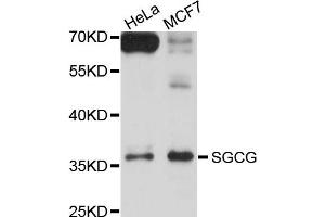 Western blot analysis of extracts of HeLa and MCF7 cells, using SGCG antibody. (SGCG antibody)