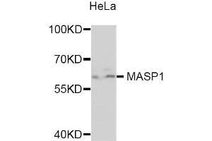 Western blot analysis of extracts of HeLa cells, using MASP1 antibody. (MASP1 antibody)
