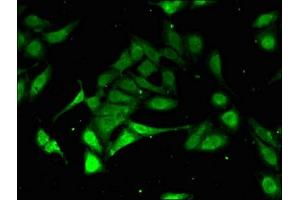 Immunofluorescent analysis of Hela cells using ABIN7164952 at dilution of 1:100 and Alexa Fluor 488-congugated AffiniPure Goat Anti-Rabbit IgG(H+L) (PSMA3 antibody  (AA 218-248))