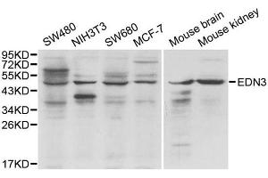 Western blot analysis of extracts of various cell lines, using EDN3 antibody. (Endothelin 3 antibody)