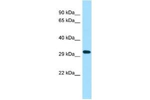 WB Suggested Anti-TAS2R50 Antibody Titration: 1. (TAS2R50 antibody  (C-Term))