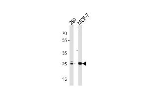 Western blot analysis in 293,MCF-7 cell line lysates (35ug/lane). (CA2 antibody  (C-Term))
