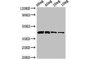 Western Blot Positive WB detected in Recombinant protein All lanes: Pectate lyase 1 antibody at 3 μg/mL Secondary Goat polyclonal to rabbit IgG at 1/50000 dilution Predicted band size: 43 kDa Observed band size: 43 kDa (Pectate Lyase 1 (AA 22-367) antibody)