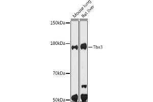 Western blot analysis of extracts of various cell lines, using Tbx3 antibody (ABIN7270699) at 1:500 dilution. (TBX3 antibody)