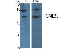 Western Blot (WB) analysis of specific cells using GNL3L Polyclonal Antibody. (GNL3L antibody  (Internal Region))