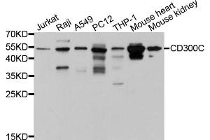 Western blot analysis of extracts of various cell lines, using CD300C antibody (ABIN5997396) at 1/1000 dilution. (CD300c antibody)