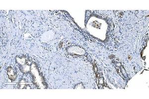 IHC analysis of GCHFR using anti-GCHFR antibody (ABIN7600511). (GCHFR antibody  (AA 2-84))