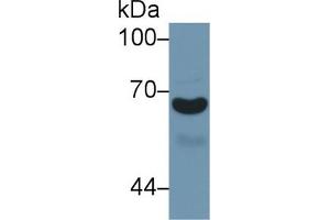 Western Blot; Sample: Human Urine; Primary Ab: 1µg/ml Rabbit Anti-Mouse a1BG Antibody Second Ab: 0. (A1BG antibody  (AA 220-415))