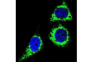 Immunofluorescence (IF) image for anti-B-Cell CLL/lymphoma 10 (BCL10) antibody (ABIN2995789) (BCL10 antibody)