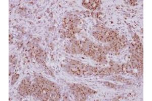 Image no. 1 for anti-PRELI Domain Containing 1 (PRELID1) (AA 1-189) antibody (ABIN1500400) (PRELID1 antibody  (AA 1-189))