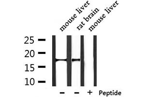 Western blot analysis of extracts from mouse liver ,rat brain, using NDUFA13 Antibody. (NDUFA13 antibody  (N-Term))