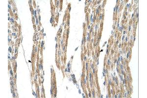 GPT antibody was used for immunohistochemistry at a concentration of 4-8 ug/ml.