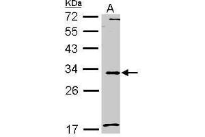 WB Image Sample (30 ug of whole cell lysate) A: A549 12% SDS PAGE antibody diluted at 1:1000 (MMP7 antibody  (C-Term))