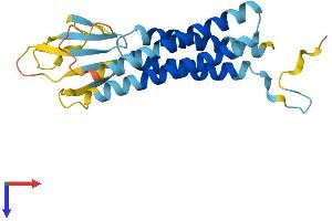AlphaFold protein structure predicition of Human Recombinant CACNG1 Protein, UniprotID Q06432 (CACNG1 Protein (AA 1-222) (His tag))
