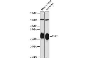Western blot analysis of extracts of various cell lines, using FHL2 Rabbit mAb (ABIN7267254) at 1:1000 dilution. (FHL2 antibody)