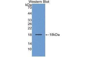 Western Blotting (WB) image for anti-Lecithin-Cholesterol Acyltransferase (LCAT) (AA 290-433) antibody (ABIN1859625) (LCAT antibody  (AA 290-433))